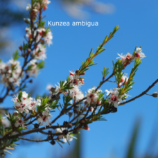Kunzea