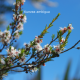 Kunzea